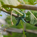 Clipes para plantas trepadeiras jardim e estufa